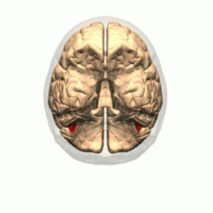 Fusiform_Face_Area_-_animation2.gif